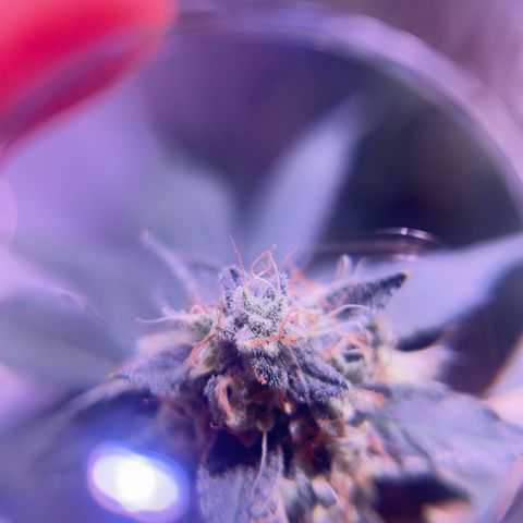 Bubby  growlog timeline photo