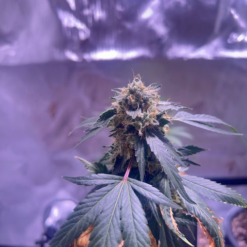 Bubby  growlog timeline photo