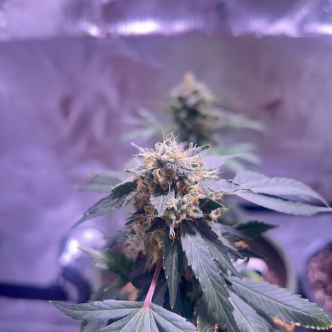 Bubby  growlog timeline photo