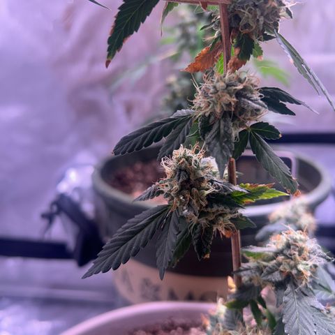 Bubby  growlog timeline photo