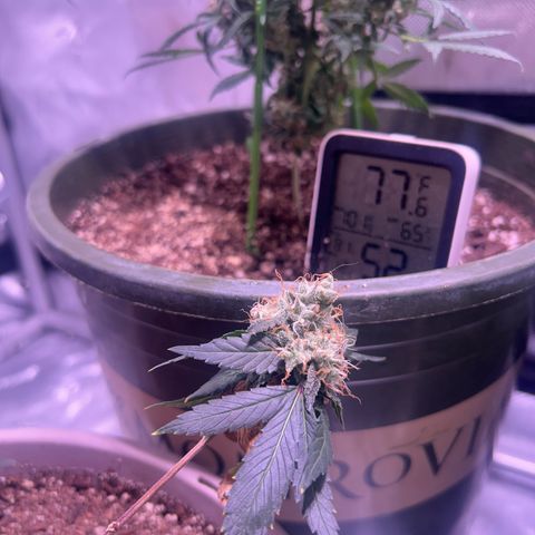 Bubby  growlog timeline photo