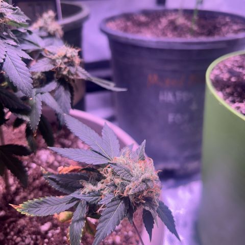 Bubby  growlog timeline photo