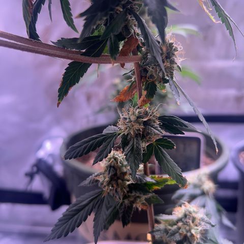 Bubby  growlog timeline photo