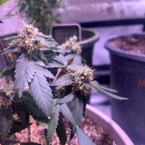 Bubby  growlog timeline photo