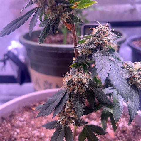 Bubby  growlog timeline photo