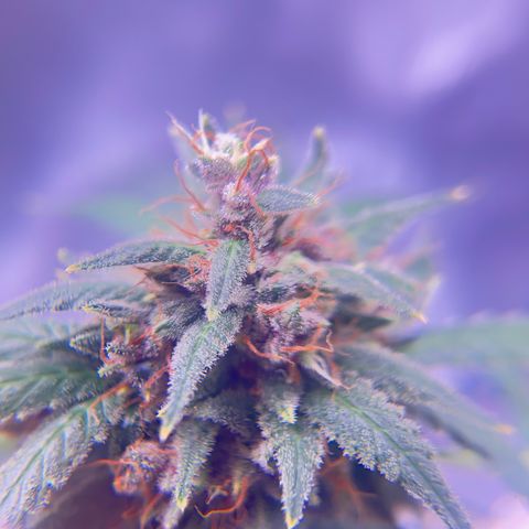 Panini (Sweet Mandarin Blossom) growlog photo: She's really expressive with her colors as well. Her trichomes are still clear. 