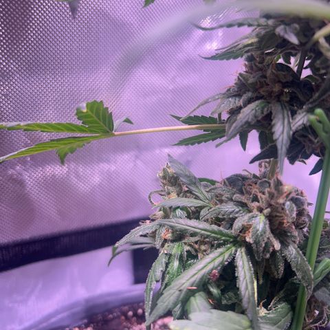 Panini (Sweet Mandarin Blossom) growlog photo: She's really expressive with her colors as well. Her trichomes are still clear. 