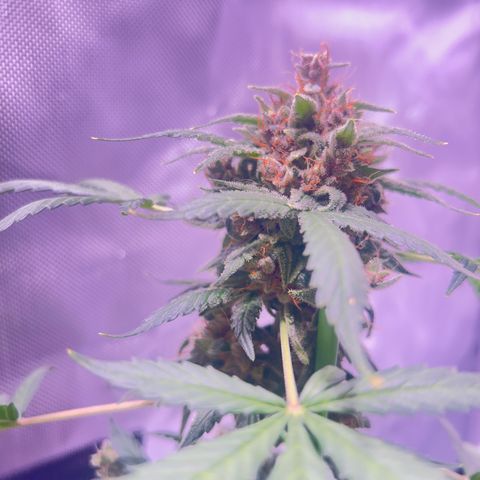 Panini (Sweet Mandarin Blossom) growlog photo: She's really expressive with her colors as well. Her trichomes are still clear. 