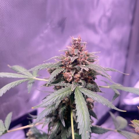 Panini (Sweet Mandarin Blossom) growlog photo: She's really expressive with her colors as well. Her trichomes are still clear. 