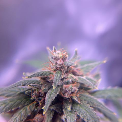 Panini (Sweet Mandarin Blossom) growlog photo: She's really expressive with her colors as well. Her trichomes are still clear. 