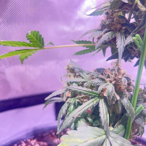 Panini (Sweet Mandarin Blossom) growlog photo: She's really expressive with her colors as well. Her trichomes are still clear. 
