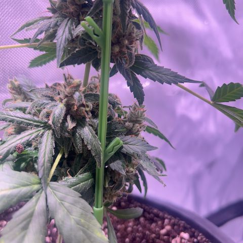 Panini (Sweet Mandarin Blossom) growlog photo: She's really expressive with her colors as well. Her trichomes are still clear. 