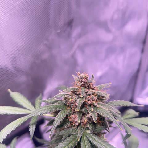 Panini (Sweet Mandarin Blossom) growlog photo: She's really expressive with her colors as well. Her trichomes are still clear. 