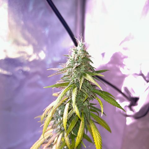 Foto del growlog de Squidwina (Chick Magnet): She's really displaying her colors today