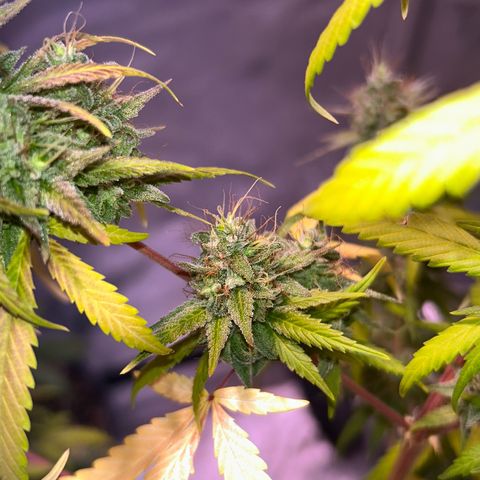 Foto del growlog de Squidwina (Chick Magnet): She's really displaying her colors today