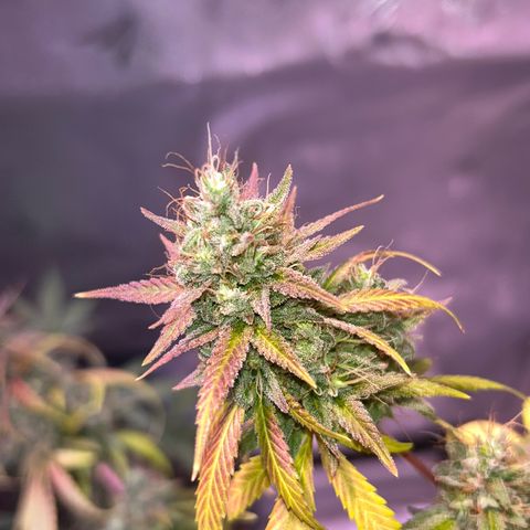 Foto del growlog de Squidwina (Chick Magnet): She's really displaying her colors today