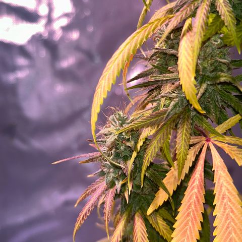 Foto del growlog de Squidwina (Chick Magnet): She's really displaying her colors today