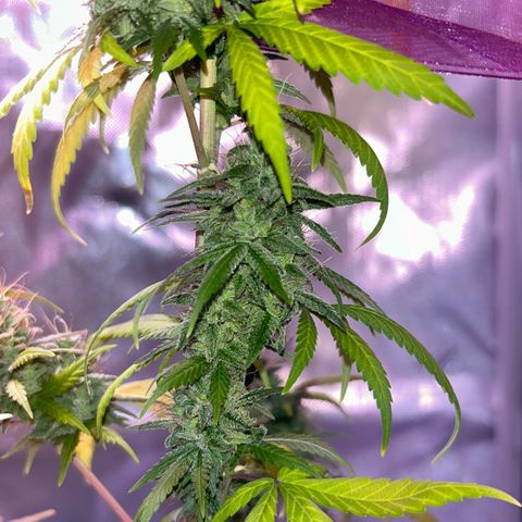 Foto del growlog de Squidwina (Chick Magnet): She's really displaying her colors today