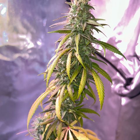 Foto del growlog de Squidwina (Chick Magnet): She's really displaying her colors today