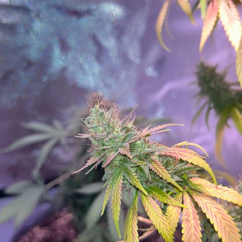 Foto del growlog de Squidwina (Chick Magnet): She's really displaying her colors today