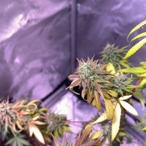 Foto del growlog de Squidwina (Chick Magnet): She's really displaying her colors today