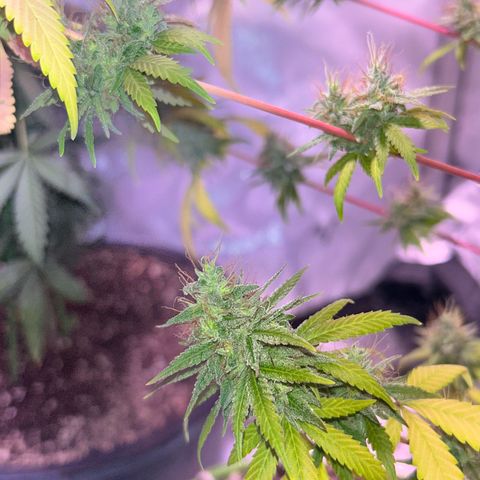 Foto del growlog de Squidwina (Chick Magnet): She's really displaying her colors today