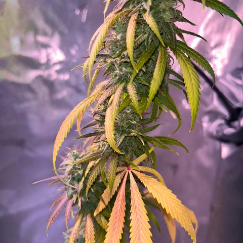 Foto del growlog de Squidwina (Chick Magnet): She's really displaying her colors today