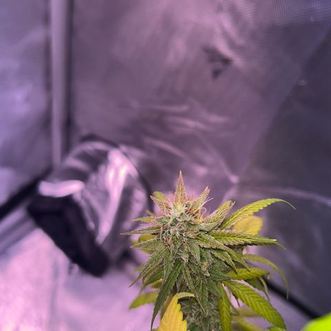 Foto del growlog de Squidwina (Chick Magnet): She's really displaying her colors today