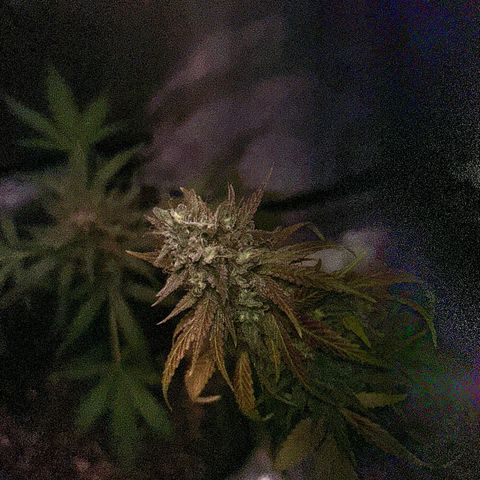 Foto del growlog de Squidwina (Chick Magnet): She's really displaying her colors today