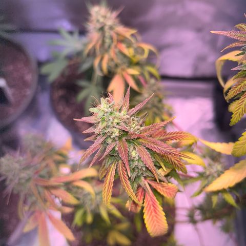 Foto del growlog de Squidwina (Chick Magnet): She's really displaying her colors today