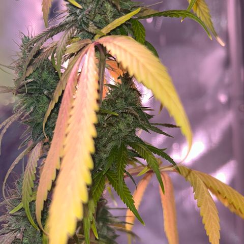 Foto del growlog de Squidwina (Chick Magnet): She's really displaying her colors today