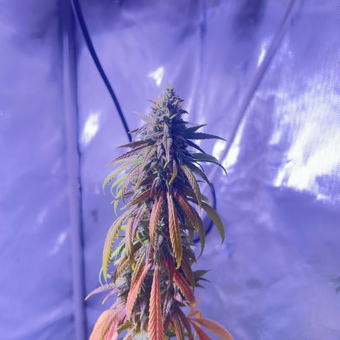 Foto del growlog de Squidwina (Chick Magnet): Today was the big cut ! She’s now hanging out to dry. I love her colors. She smelled very gassy. 