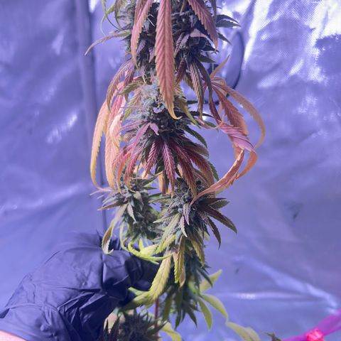 Foto del growlog de Squidwina (Chick Magnet): Today was the big cut ! She’s now hanging out to dry. I love her colors. She smelled very gassy. 