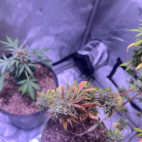 Foto del growlog de Squidwina (Chick Magnet): Today was the big cut ! She’s now hanging out to dry. I love her colors. She smelled very gassy. 