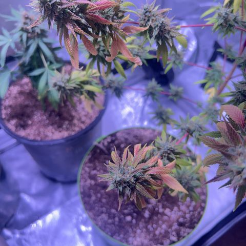 Foto del growlog de Squidwina (Chick Magnet): Today was the big cut ! She’s now hanging out to dry. I love her colors. She smelled very gassy. 