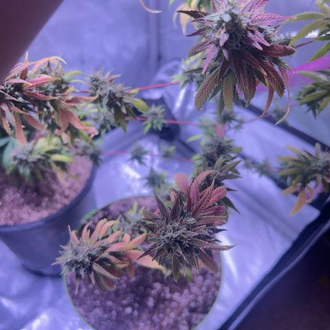 Foto del growlog de Squidwina (Chick Magnet): Today was the big cut ! She’s now hanging out to dry. I love her colors. She smelled very gassy. 