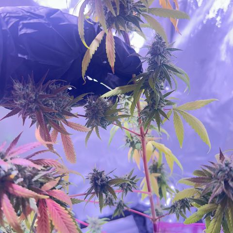 Foto del growlog de Squidwina (Chick Magnet): Today was the big cut ! She’s now hanging out to dry. I love her colors. She smelled very gassy. 