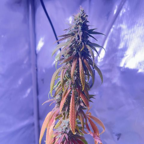 Foto del growlog de Squidwina (Chick Magnet): Today was the big cut ! She’s now hanging out to dry. I love her colors. She smelled very gassy. 