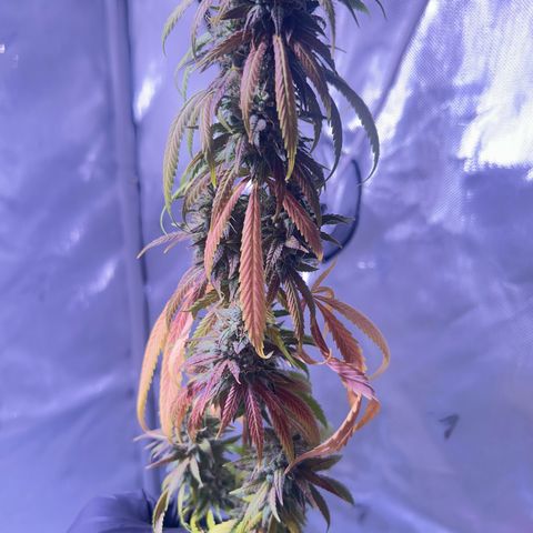 Foto del growlog de Squidwina (Chick Magnet): Today was the big cut ! She’s now hanging out to dry. I love her colors. She smelled very gassy. 