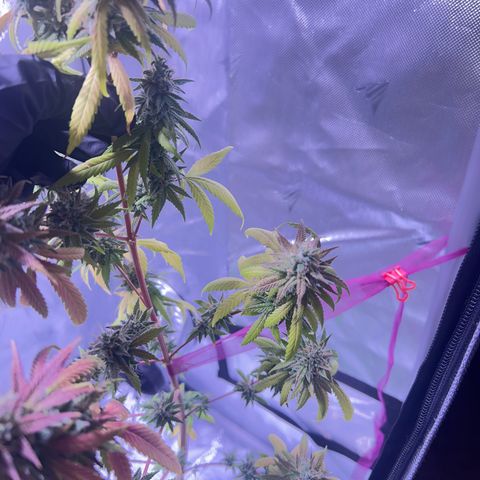 Foto del growlog de Squidwina (Chick Magnet): Today was the big cut ! She’s now hanging out to dry. I love her colors. She smelled very gassy. 