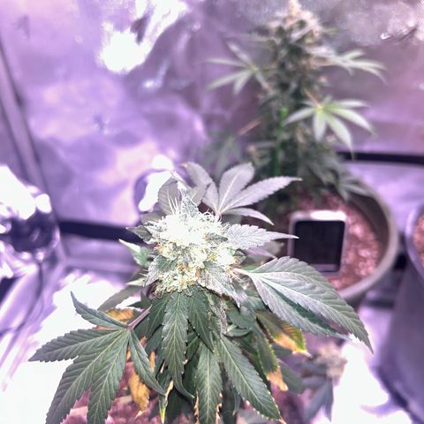 Bubby  growlog photo: I chopped her today so far so good! 