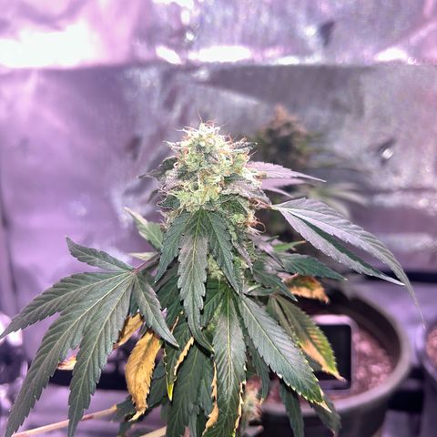 Bubby  growlog photo: I chopped her today so far so good! 