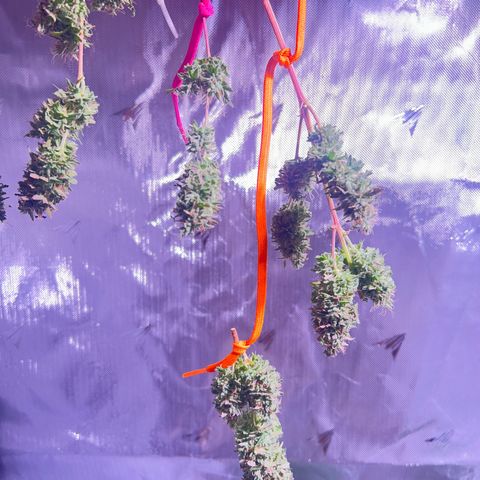 Foto del growlog de Squidwina (Chick Magnet): Had to use shoe laces because I don’t have any string lol. Made it work though. 
