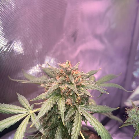 Panini (Sweet Mandarin Blossom) growlog photo: She had a lot to cut tbh. Once I got down to the nitty-gritty, it was fine. She started to turn red and purple in some areas. I'm not sure if it showed up on camera though 