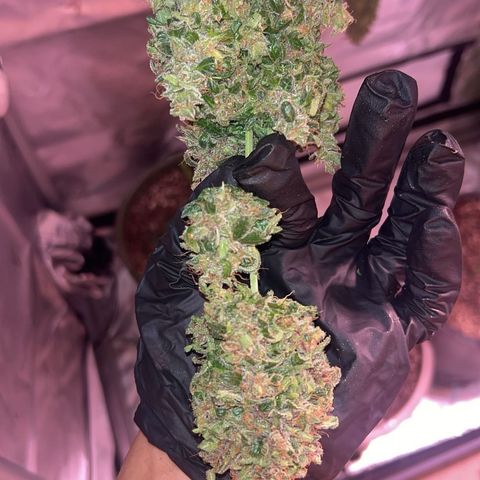 Panini (Sweet Mandarin Blossom) growlog photo: She had a lot to cut tbh. Once I got down to the nitty-gritty, it was fine. She started to turn red and purple in some areas. I'm not sure if it showed up on camera though 