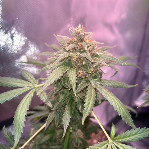 Panini (Sweet Mandarin Blossom) growlog photo: She had a lot to cut tbh. Once I got down to the nitty-gritty, it was fine. She started to turn red and purple in some areas. I'm not sure if it showed up on camera though 