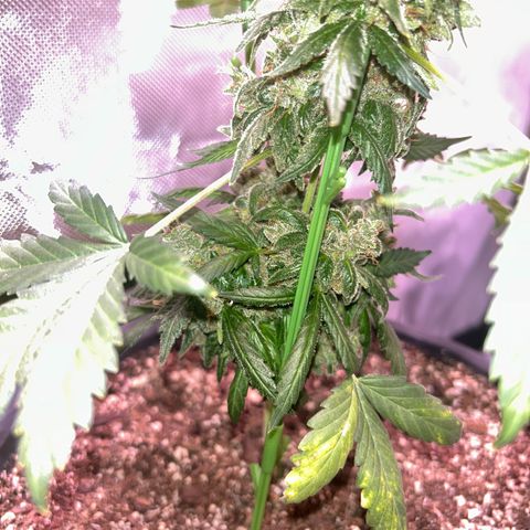 Panini (Sweet Mandarin Blossom) growlog photo: She had a lot to cut tbh. Once I got down to the nitty-gritty, it was fine. She started to turn red and purple in some areas. I'm not sure if it showed up on camera though 