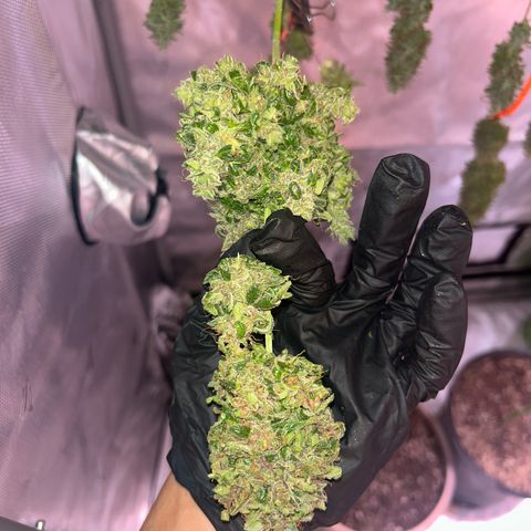 Panini (Sweet Mandarin Blossom) growlog photo: She had a lot to cut tbh. Once I got down to the nitty-gritty, it was fine. She started to turn red and purple in some areas. I'm not sure if it showed up on camera though 