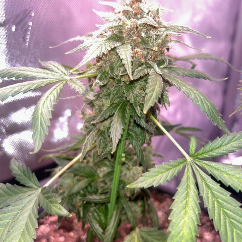 Panini (Sweet Mandarin Blossom) growlog photo: She had a lot to cut tbh. Once I got down to the nitty-gritty, it was fine. She started to turn red and purple in some areas. I'm not sure if it showed up on camera though 