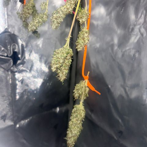 Foto de la cronología del growlog de Squidwina (Chick Magnet)